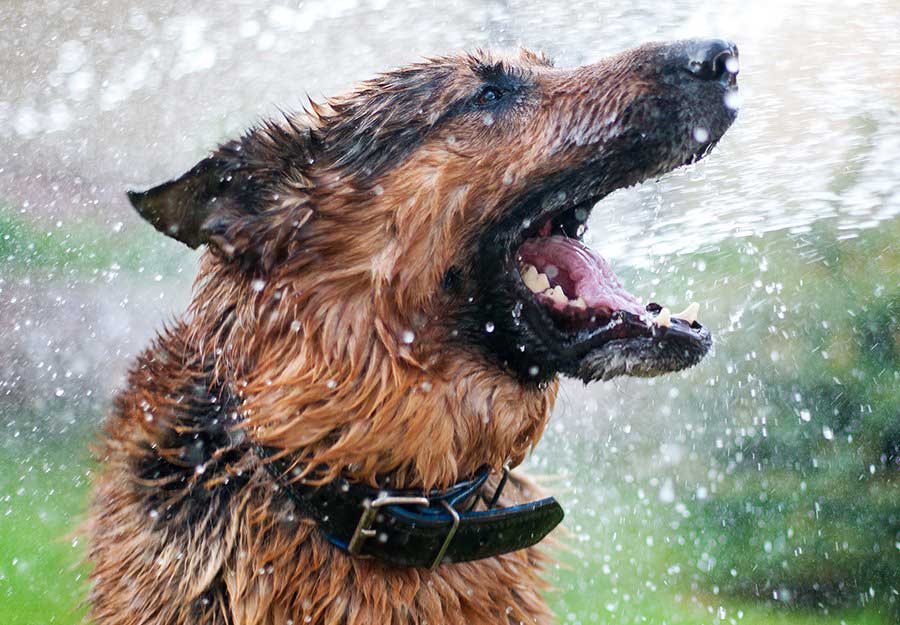 Cool down shop dog